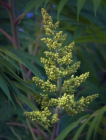 Staghorn Sumac