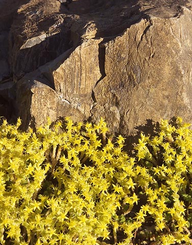 Yellow Flowers Beside Rock