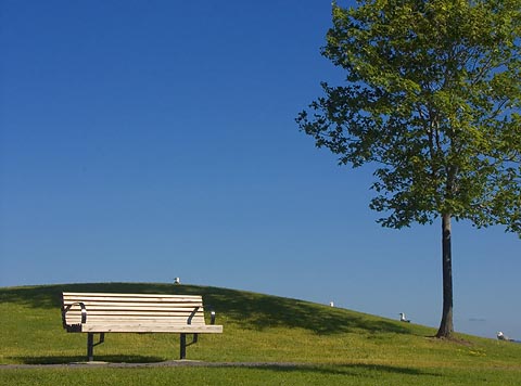 Bench & Tree