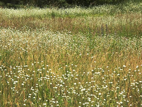 Field of Wildflowers1
