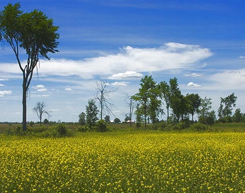Field of Wildflowers2