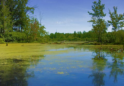 Mud Lake1