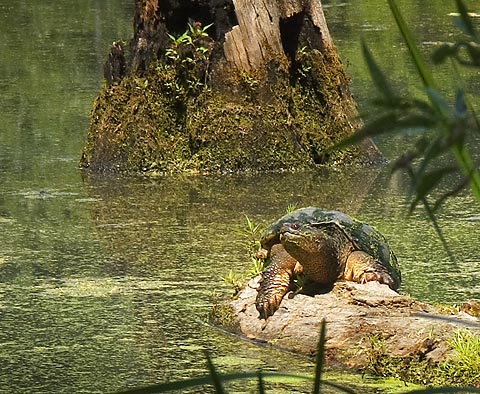 Turtle on a Log1