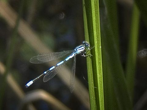 Damselfly 4038
