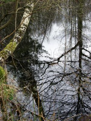 Limousin's pond