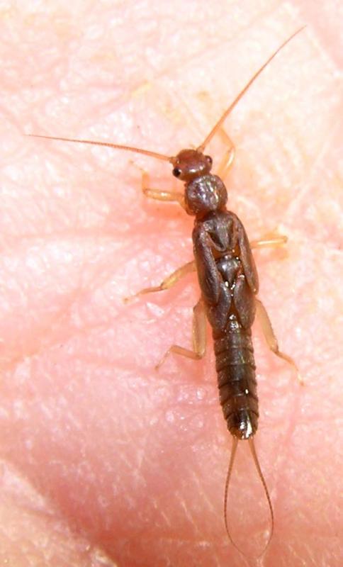 capnia nymph.jpg