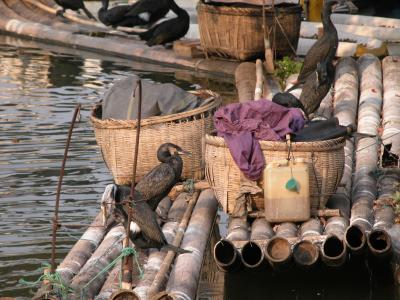 Cormorants in Guilin, China