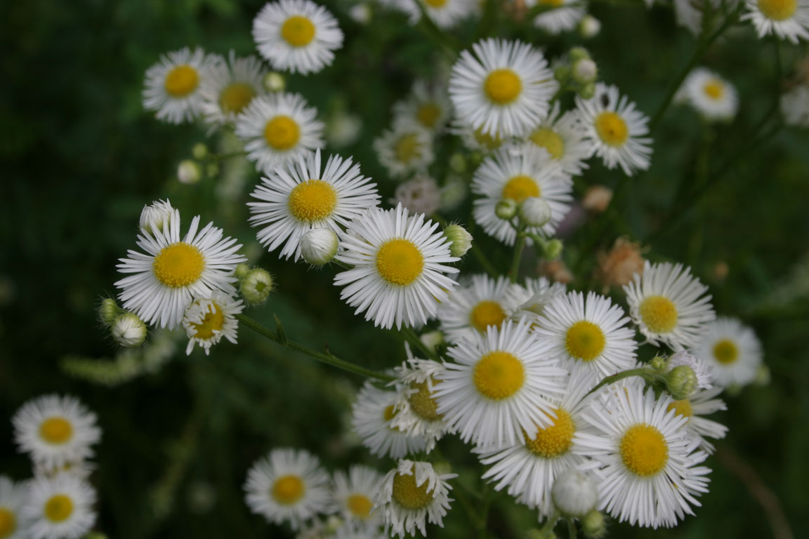 Daisy.jpg