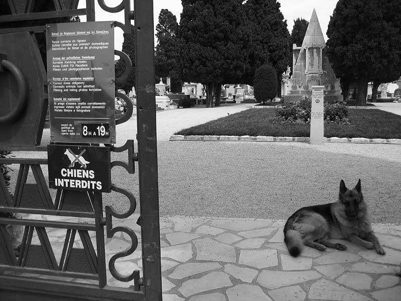 June 23rd  2004- No Dogs