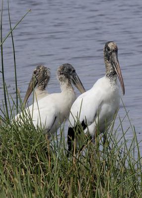 Wood Storks