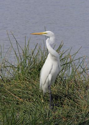 Corkscrew Egret