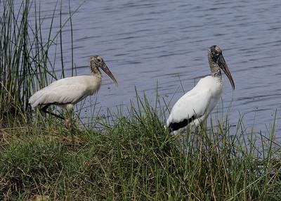 Wood Storks