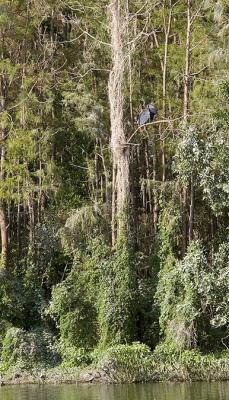 Heron in tree