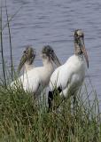 Wood Storks