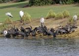 Cormorants with storks