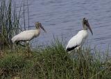 Wood Storks