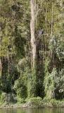 Heron in tree