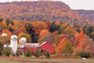 Fall_Color_04.jpg