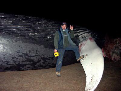 u48/mikoyen/medium/36941367.baleine.jpg