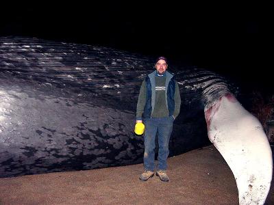 u48/mikoyen/medium/36941368.baleine2.jpg