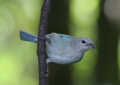 (2) Blue-gray Tanager
