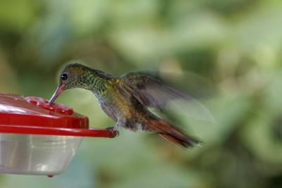 (13) Rufous-tailed Hummingbird