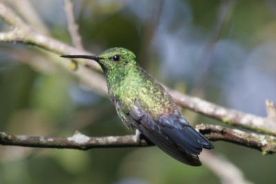 (14)  Steely-vented Hummingbird