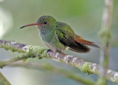 (15) Rufous-tailed Hummingbird