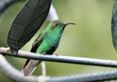 Birds spotted in Costa Rica Nov 2004