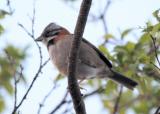 (4) Rufous-collared sparrow