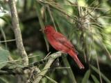 (9) Red-crowned Ant-Tanager or Hepatic Tanager