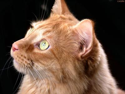 7796-ginger-cat.jpg