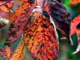 6996-autumn-leaves.jpg