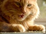 2417_1 leo izbister