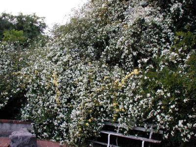 Banksia Roses...2 White and 1 Yellow