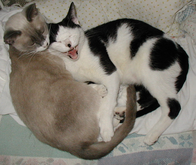 Possum and Blossom...Possum is Blossoms mother