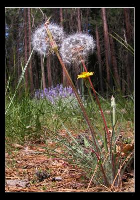 Flowers and Seeds