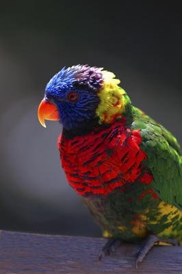 Lorikeet Profile