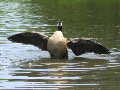 Goose Wings