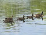 6 Week Old Goslings Swimming