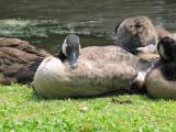 2 Month Old Goose Sleeping