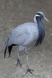 Demoiselle crane (Anthopoides virgo)