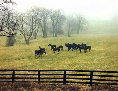 KY. Horses Near Lexington
