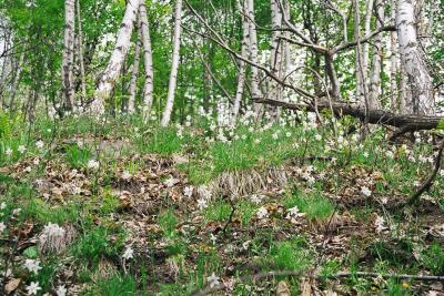 daffodils_and_birches-05062003-40percent.jpg