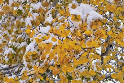 Golden leaves of Aspen
