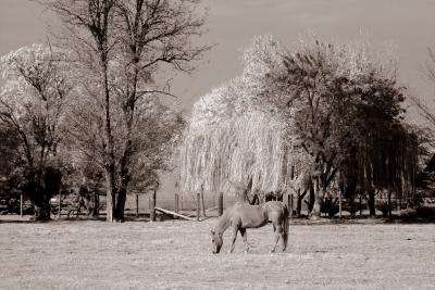 A happy horse gazing in front yard