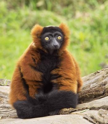 Who Me???...I am Lemur