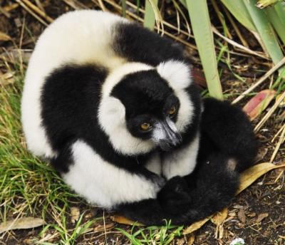 IMG00501lemur.jpg