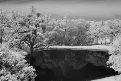 IMG26497ir snow tree 2 ps.jpg