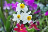 Narcissus